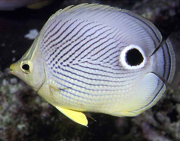 Chaetodon capistratus (Pesce farfalla quattr'occhi)